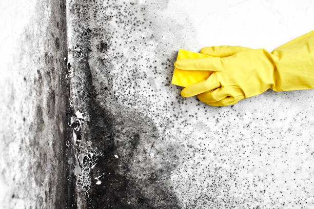 Best Post-Flood Mold Remediation in Mclean, TX