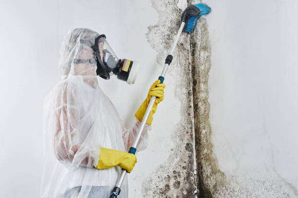 Best Black Mold Remediation in Mclean, TX
