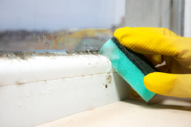 Best Health and Safety Mold Remediation in Mclean, TX