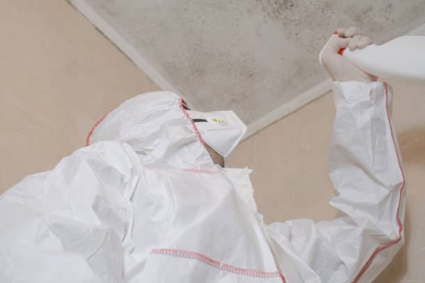 Best Emergency Mold Remediation in Mclean, TX