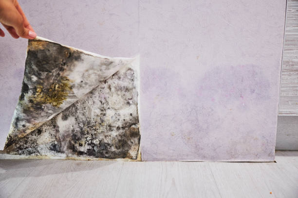 Best Basement Mold Remediation in Mclean, TX